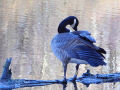 Branta canadensis