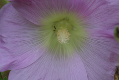 Alcea digitata