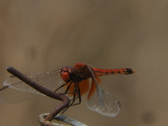 Erythrodiplax corallina