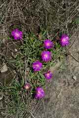 Delosperma lavisiae