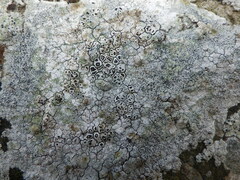 Lecanora rupicola