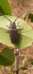 Zographus regalis regalis