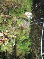 Physalis angulata