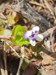 Lindernia rotundifolia