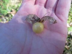 Physalis angulata
