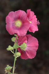Alcea setosa