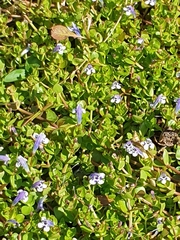 Lindernia rotundifolia