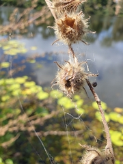 Hibiscus diversifolius