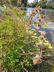 Hibiscus diversifolius