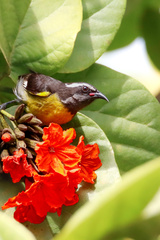 Coereba flaveola