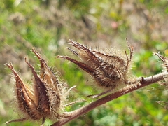 Hibiscus diversifolius