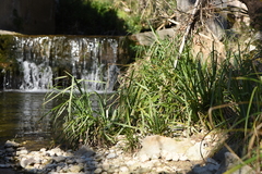 Carex pendula