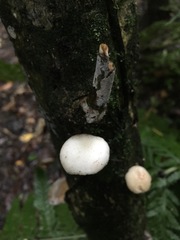 Oudemansiella australis
