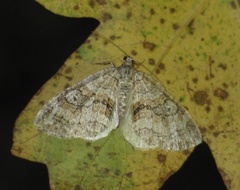 Nothocasis sertata
