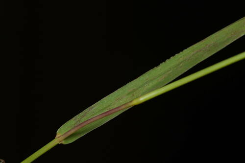 Digitaria scalarum
