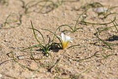 Romulea bulbocodium