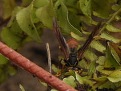 Polistes buyssoni