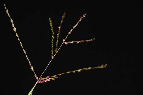 Digitaria abyssinica