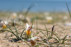 Romulea bulbocodium