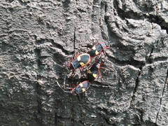 Dysdercus albofasciatus