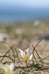 Romulea bulbocodium