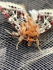 Spodoptera picta