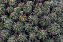 Ferocactus robustus