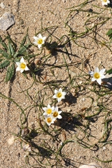 Romulea bulbocodium