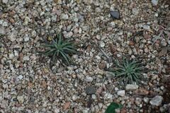 Polemoniaceae