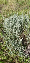 Sclerolaena birchii