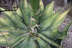 Agave marmorata