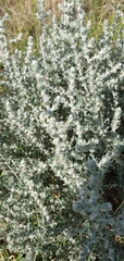 Sclerolaena birchii