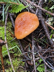 Lactarius rubidus