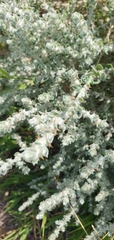 Sclerolaena birchii