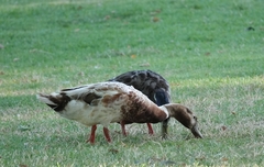Anas platyrhynchos domesticus