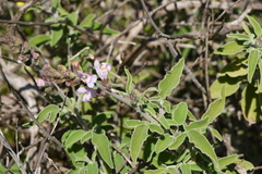 Salvia fruticosa