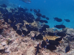 Acanthurus blochii
