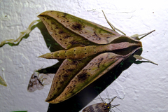 Xylophanes acrus