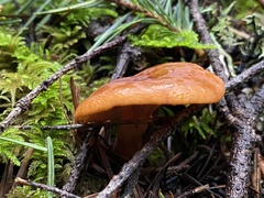 Lactarius rubidus