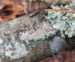 Laetisaria lichenicola