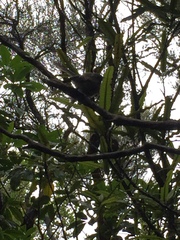 Rhipidura fuliginosa