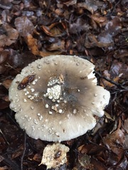 Amanita nothofagi
