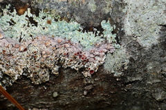 Laetisaria lichenicola