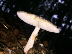 Amanita nothofagi