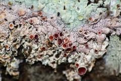 Laetisaria lichenicola