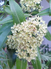 Backhousia citriodora