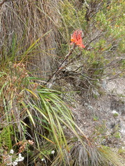 Blandfordia punicea