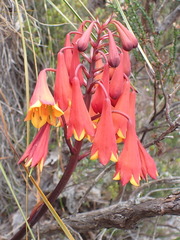 Blandfordia punicea