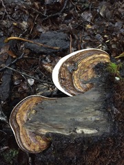 Fomitopsis hemitephra