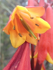 Blandfordia punicea